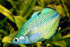 Радужница Озерная Меланотения Бирюзовая (Melanotaenia lacustris)
