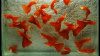 Гуппи полностью красный альбинос (Guppy Full Red albino)