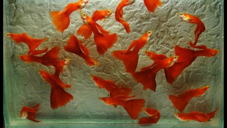 Гуппи полностью красный альбинос (Guppy Full Red albino)