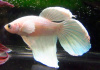 Петушок Вуалехвостый белый платиновый самец (Betta-splendens-platinum-Veiltail-white)