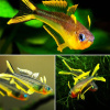 Попондетта фурката (лат. Pseudomugil furcatus) Радужница карликовая 2 см.