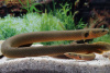 Каламоихт Калабарский [Calamoichthys calabaricus] Рыба-змея