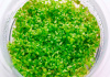 Хемиантус микрантемоидес (Hemianthus Micranthemoides)