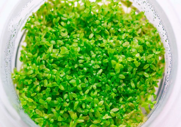 Хемиантус микрантемоидес (Hemianthus Micranthemoides)