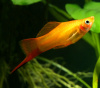 Меченосец Золотая комета (Xiphophorus helleri Golden)