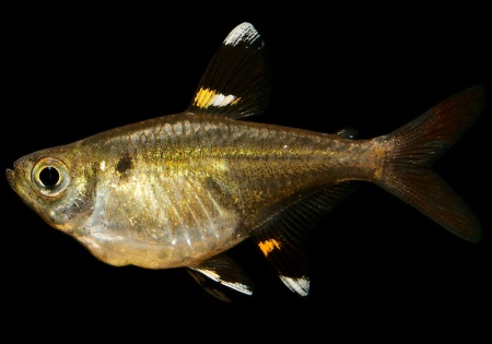 Пристелла прозрачная Тетра (Pristella Maxillaris) 2 см
