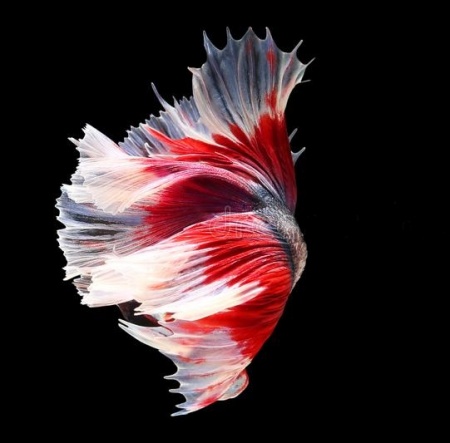 Петушок Халф Мун Рубиновая бабочка самец (Betta male Halfmoon rubin boterfly)