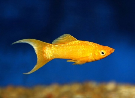 Моллинезия желтая лирохвостая (Poecilia sphenops Gold Molly)