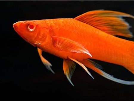 Меченосец Геллера красный лирохвостый (Xiphophorus helleri Red Lyretail)