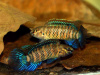 Бадис Бадис или Бадис хамелеон (Badis badis) 3 см