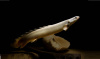 Полиптерус Сенегальский (Polypterus senegalus) 5-6 см 