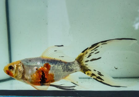Золотая рыбка Шубункин ситцевый( Goldfish Shubunkin calico)