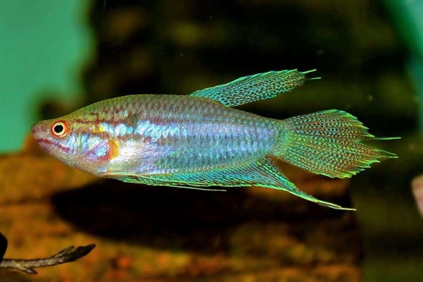 Гурами Ворчащий (Trichopsis vittata)