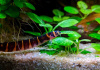 Акантофтальмус Кюля (Acanthophthalmus Pangio kuhlii) 5 см 