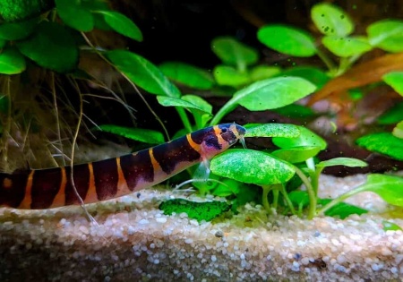 Акантофтальмус Кюля (Acanthophthalmus Pangio kuhlii) 5 см 