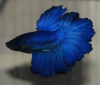 Петушок Петушок Супер Дельта сапфир самец Betta-male super delta blue-sapphire)