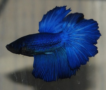 Петушок Петушок Супер Дельта сапфир самец Betta-male super delta blue-sapphire)