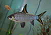 Акулий Балу (Balantiocheilus melanopterus)