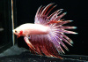 Петушок Коронохвостый розовый самец (Betta-crown-tail-pink)
