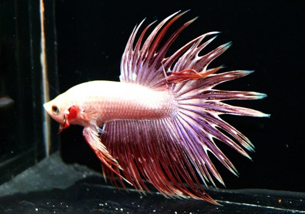 Петушок Коронохвостый розовый самец (Betta-crown-tail-pink)