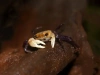 Краб Панда Борнео Krab Panda - (Lepidothelphusa cognetti) самка