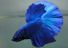 Петушок Петушок Супер Дельта сапфир самец Betta-male super delta blue-sapphire)