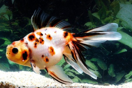Оранда ситцевая  (Goldfish Oranda calico)