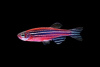 Данио рерио Глофиш коралловый (Danio rerio glofish)