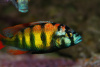 Цихлида Хаплохромис Брауна (Haplochromis brownae) 4-5см