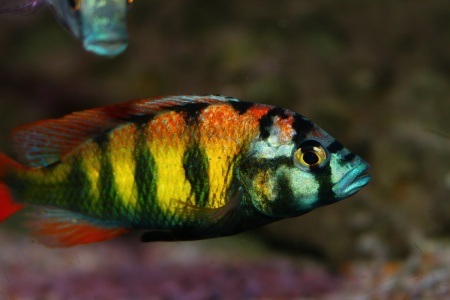 Цихлида Хаплохромис Брауна (Haplochromis brownae) 4-5см