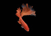 Петушок Супер Дельта оранжевый самец (Betta male Super Delta orange)