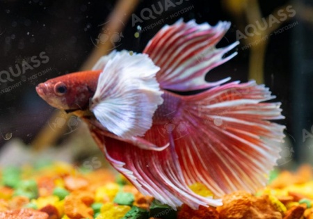 Петушок Халфмун Дамбо красный бабочка самец (betta-dumbo-red-butterfly)