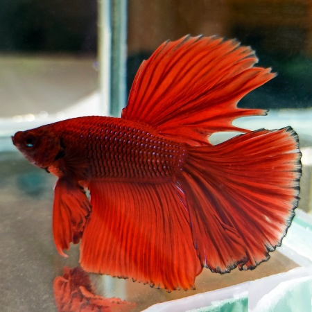 Петушок Супер Дельта красный самец (Betta-splendens-Super-Delta-Pink-Butter)