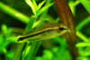 Коридорас пигмей (Corydoras pygmaeus) сом