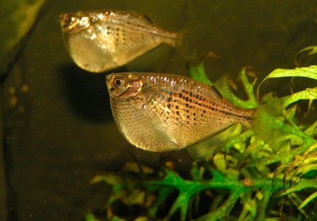 Клинобрюшка обыкновенная (Gasteropelecus sternicla)