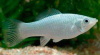 Моллинезия снежинка сербристая (Poecilia latipinna Silver Molly)
