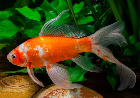 Золотая рыбка Комета красно-белая (Goldfish Comet red-white)