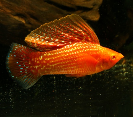 Моллинезия оранжево красная парусная  (Poecilia velifera Red Sunset Sailfin Molly)
