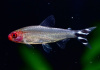 Родостомус, Тетра красноносая  (Hemigrammus rhodostomus, Hemmigrammus bleheri)