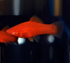 Меченосец красный рубин (Xiphophorus helleri red rubin)