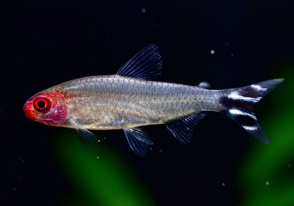 Родостомус, Тетра красноносая  (Hemigrammus rhodostomus, Hemmigrammus bleheri)