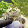 КРАБ ПОМПОН  водный (PTYCHOGNATHUS BARBATUS)