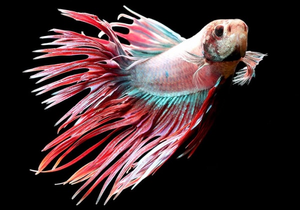 Петушок Коронохвостый розовый самец (Betta-crown-tail-pink)