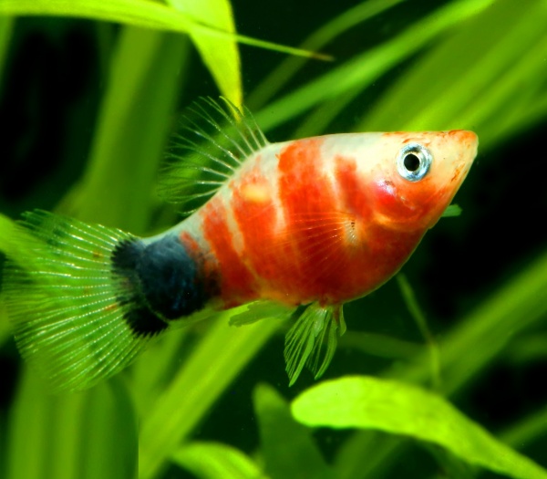 Пецилия красное сердце (Xiphophorus maculatus Bleeding Heart Platy)