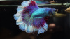 Петушок Супер Дельта розовая бабочка самец (Betta-splendens-Super-Delta-Pink-Butter)