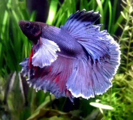 Петушок Халфмун Дамбо синий самец (betta-dumbo-blue-male)