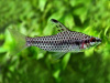 Хилодус Пятнистый  (Chilodus punctatus)  7-9 см