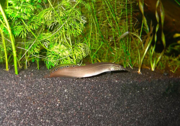 Макрогнатус глазчатый  (Macrognathus Aculeatus)  7-8 см