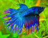 Петушок Коронохвостый синий самец (Betta-splendens-crown-tail-blue )