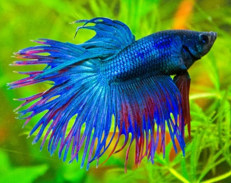 Петушок Коронохвостый синий самец (Betta-splendens-crown-tail-blue )